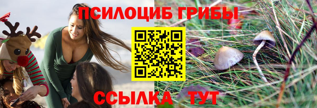 Электрогорск  Галлюциногенные грибы Cubensis  Вход с VPN 